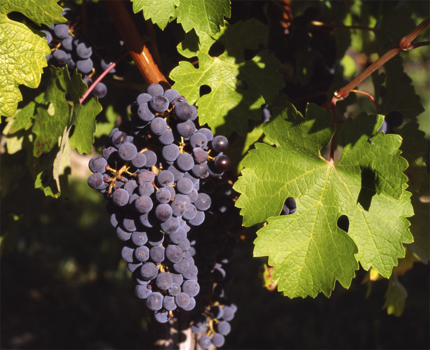Red vine / Grape vine leaf (Viy wouj) — Vitis vinifera, used in Haitian and Caribbean herbal tradition