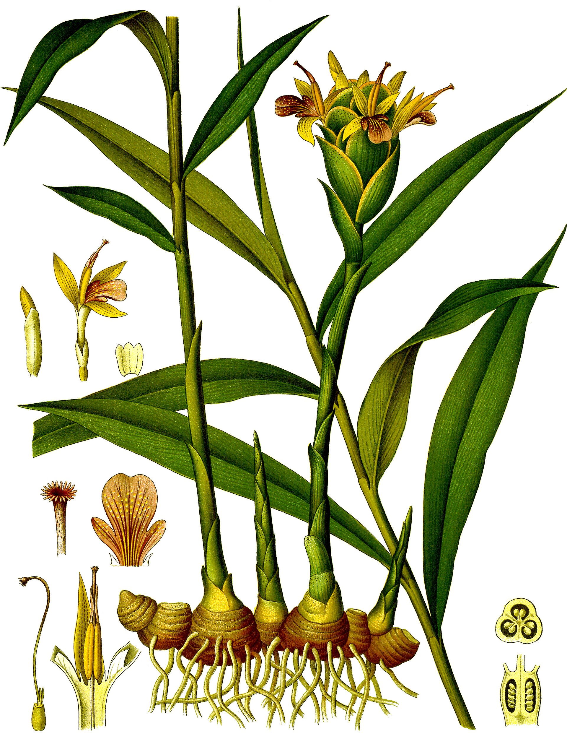Ginger (Jenjanm) — Zingiber officinale, used in Haitian and Caribbean herbal tradition
