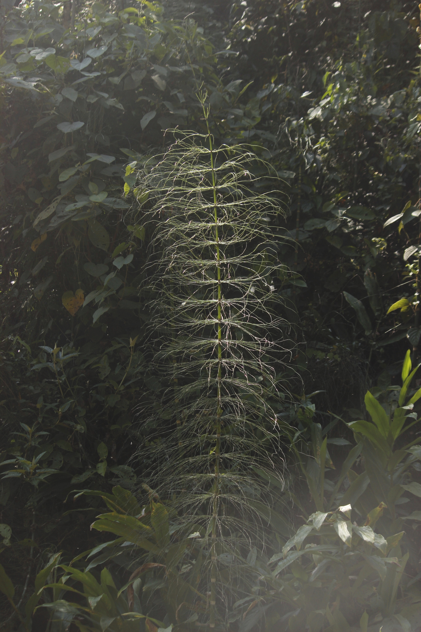 Giant horsetail (prèl) — Equisetum giganteum, used in Haitian and Caribbean herbal tradition
