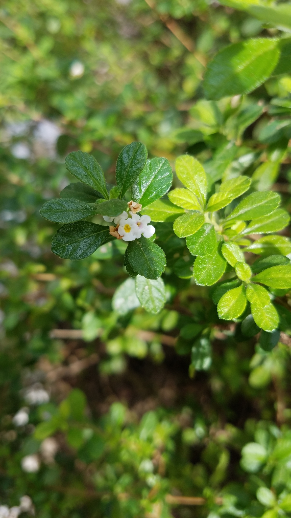 Spanish thyme (diten) — Lippia micromera, used in Haitian and Caribbean herbal tradition