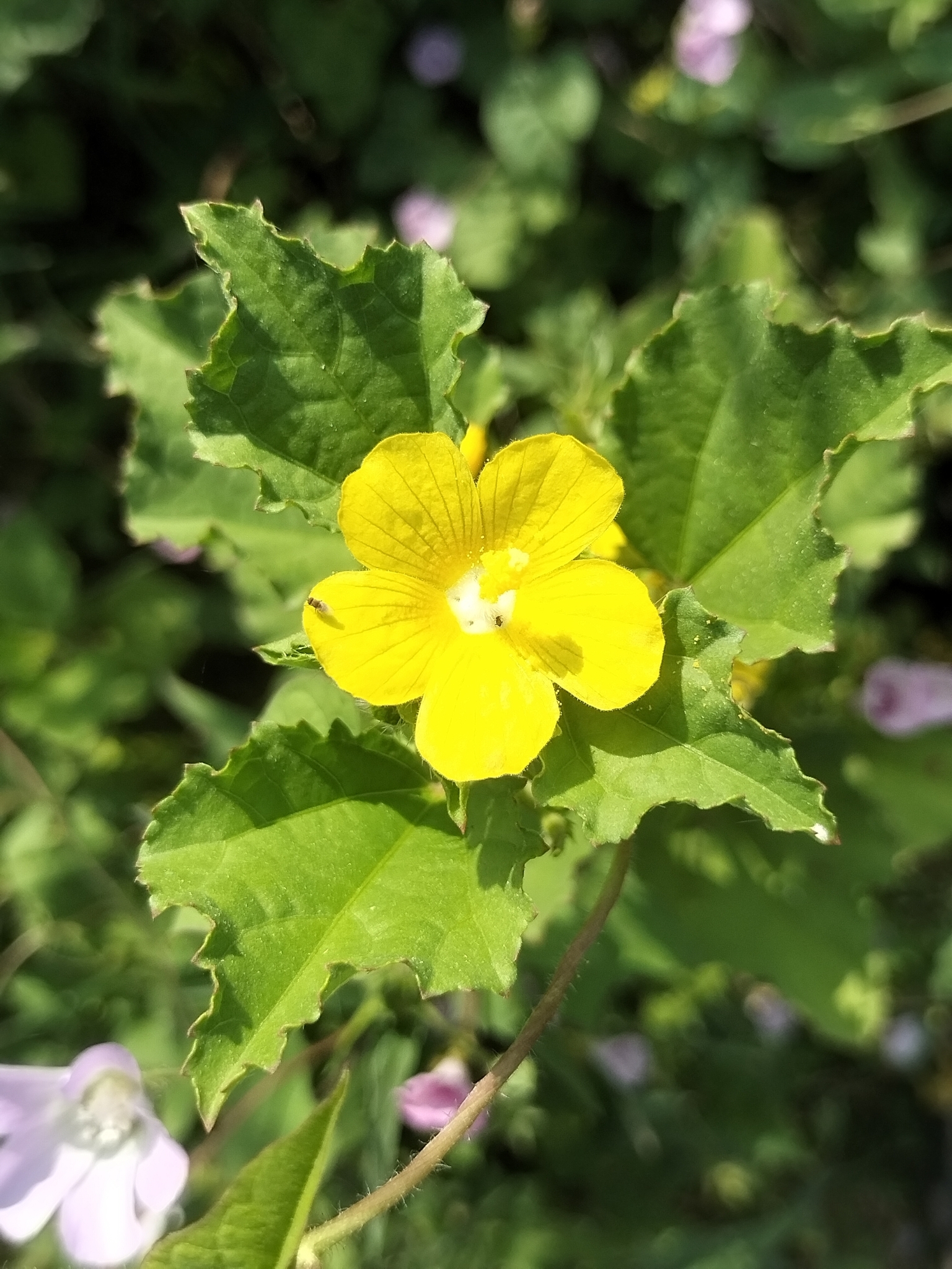 Yellow leafbract (mòv) — Malachra alceifolia, used in Haitian and Caribbean herbal tradition