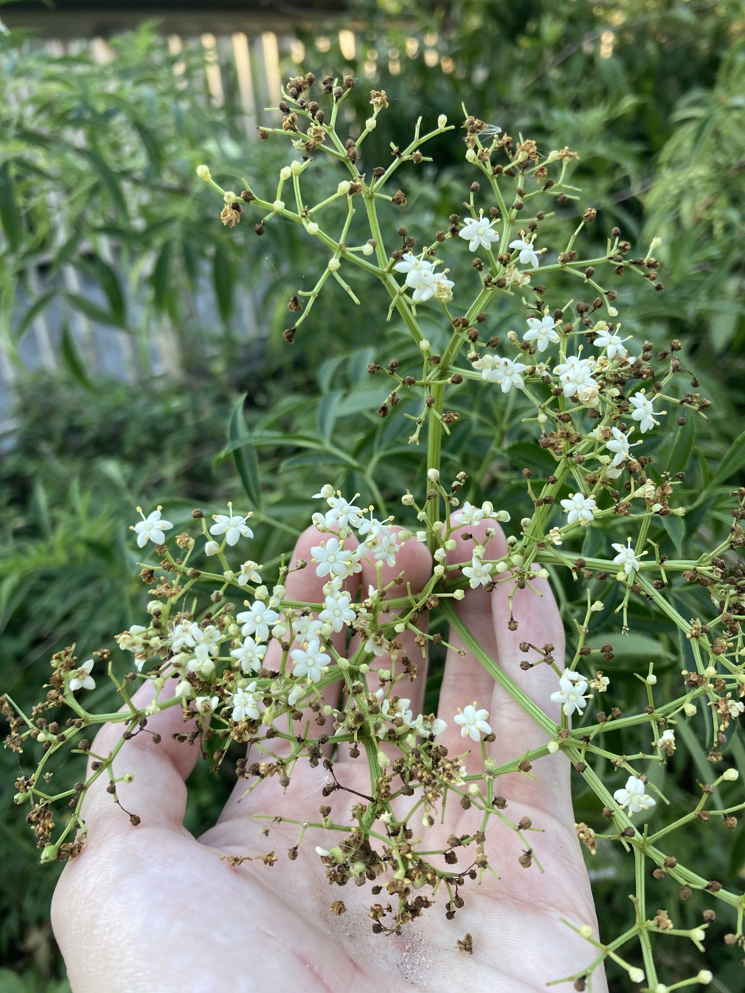American elder (sureau) — Sambucus canadensis, used in Haitian and Caribbean herbal tradition