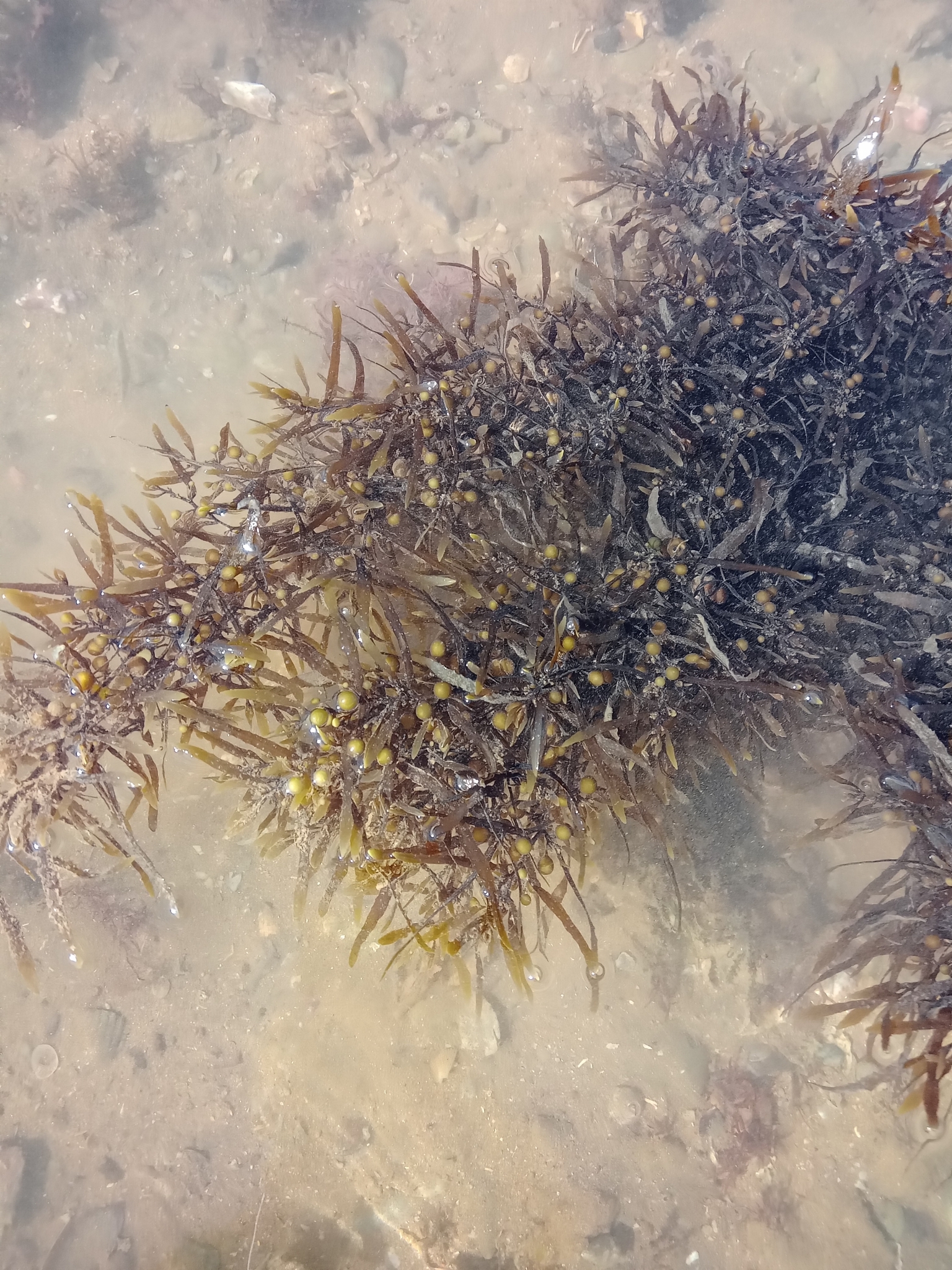 Gulfweed (sargas) — Sargassum vulgare, used in Haitian and Caribbean herbal tradition