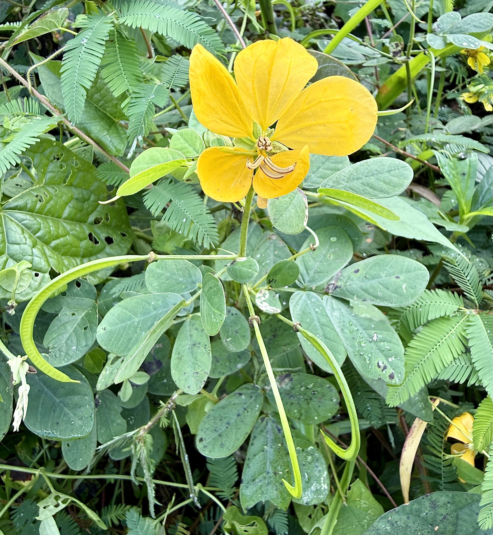 Goat bush senna (Bwa kabrit) — Senna bicapsularis, used in Haitian and Caribbean herbal tradition