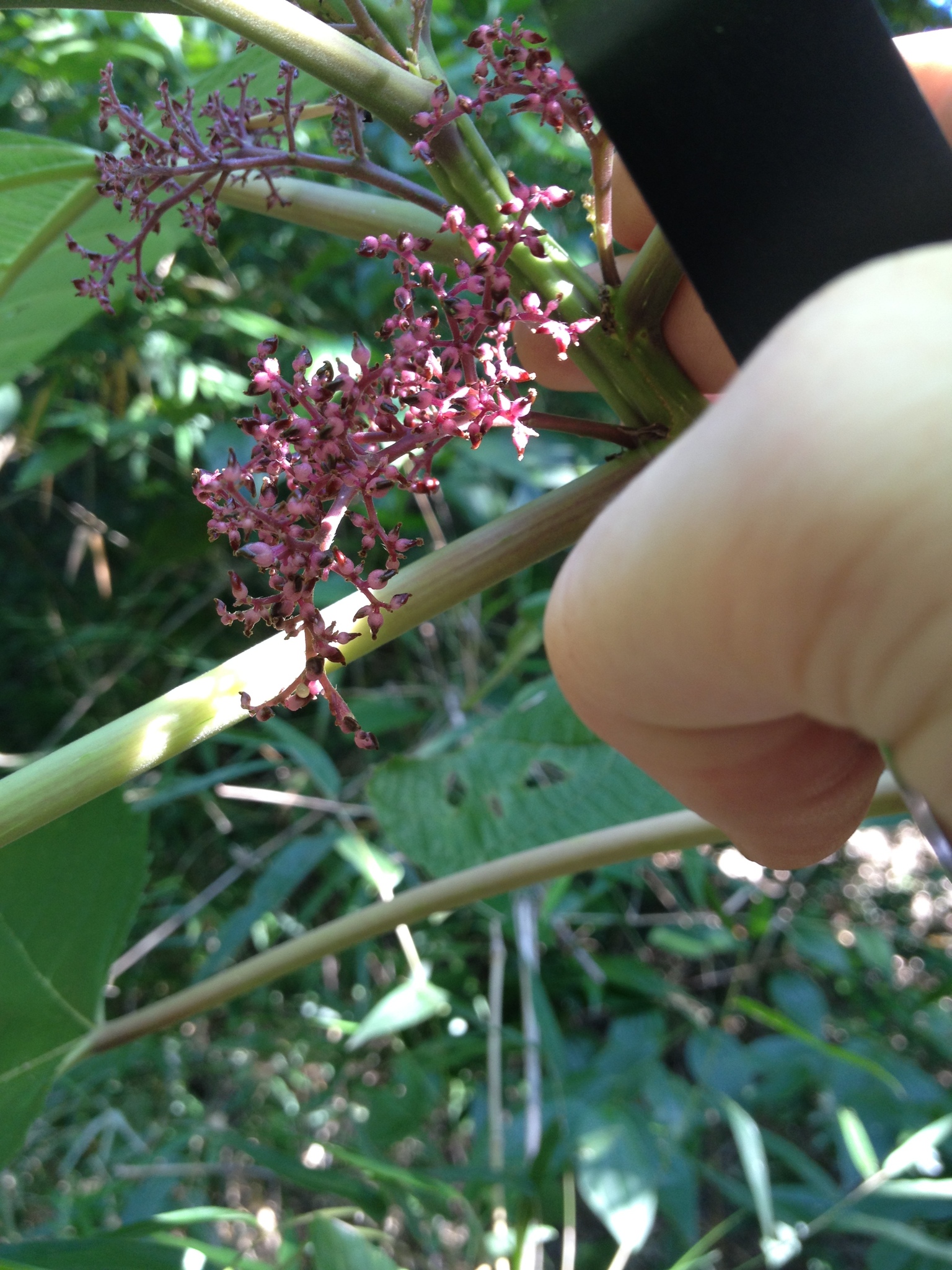 Scratchbush (zòti pikan) — Urera baccifera, used in Haitian and Caribbean herbal tradition